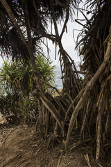 Fototapeta premium Mangrove in Indonesia