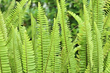 Fern