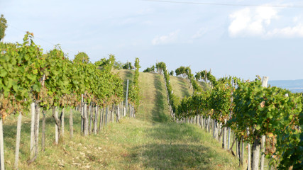 Fototapeta na wymiar Vineyard on the volcanic hill of Badacsony in Hungary