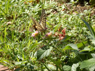 アゲハ蝶と花