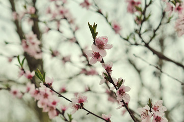 Blossom tree over nature background