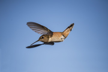 Rufous Hummingbird (Selasphorus rufus) Against Blue Sky