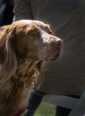 Hund im Garten portrait