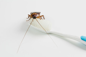Cockroach on toothbrush isolated on white background. Contagion the disease, Plague concept.