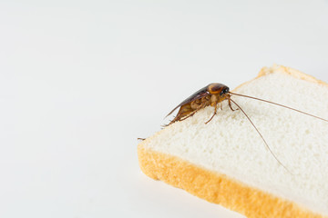 Cockroach on bread isolated on white background. Contagion the disease, Plague concept.