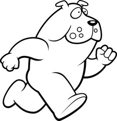 Bulldog Running