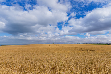Wheat field and blue sky