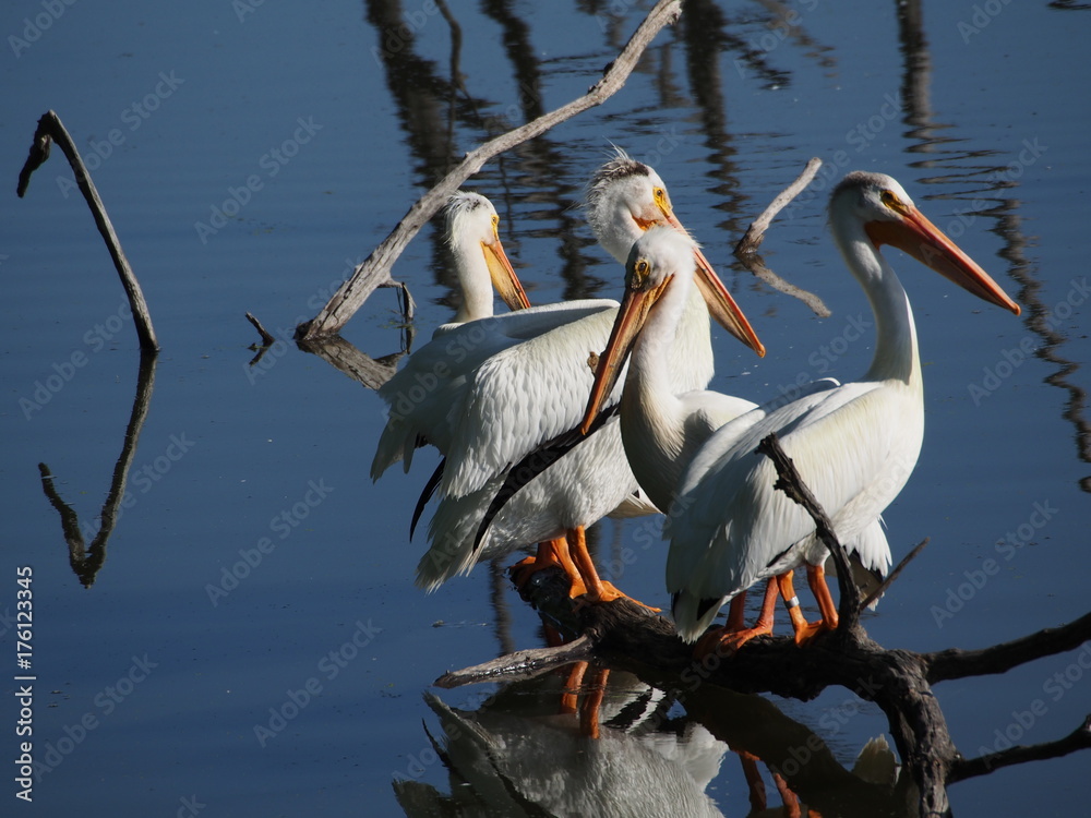 Poster pelicans