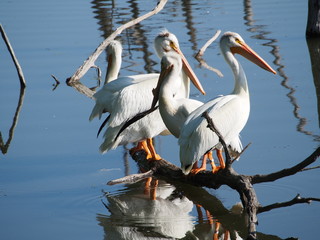 Pelicans