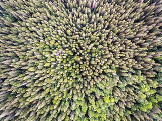 pine tree forest from above