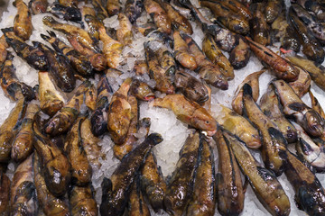 Bullhead Goby fish on ice for sale