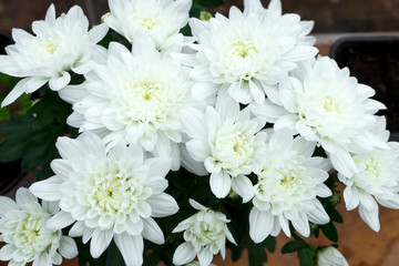 Dendranthemum grandifflora, White Mum flower for background.