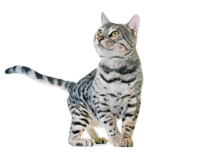 Papier Peint photo Lavable Chat bengal cat in studio