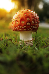 Fliegenpilz im Sonnenuntergang