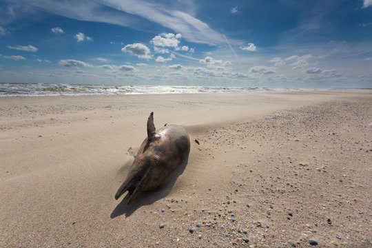 Daylight seascape with dead dolphin on the sand