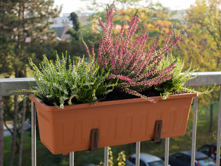 Heather in a flowerpot