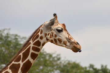 Giraffe