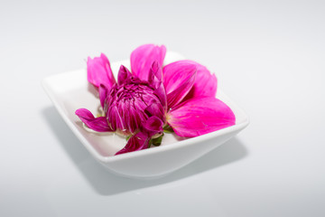 Blume in weisser schale isoliert