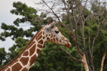 Giraffe