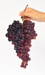 Winemaking and autumn concept. Winegrower shows cluster of grapes