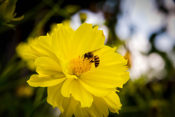 Bee flying on yellow flowers