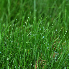 Fototapeta na wymiar Vibrant green grass close-up