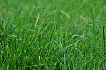 Close-up image of spring green grass