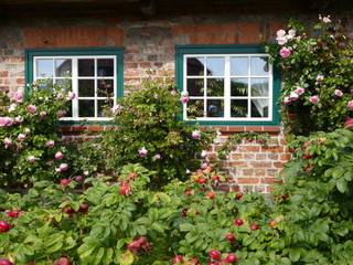 Fototapeta na wymiar Wildrosen vor den Fenstern eines alten Bauernhauses