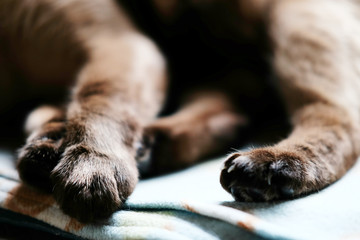Close-up of paw from Siam cat lying on white table