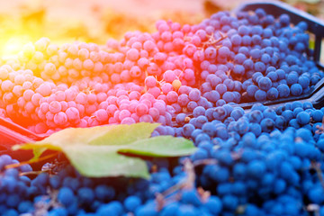 Dark Wine Grapes Background, Dark Grape, Blue Grapes, Wine Grapes