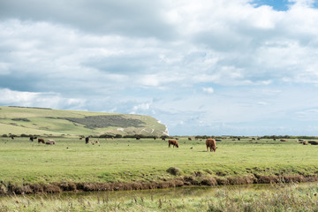 Herd of Cow on the field, near Seven Sisters Cliffs, the National park in East Sussex, England