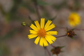 Nug flower (Guizotia abyssinica)