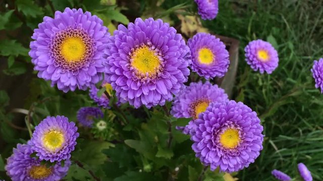 Purple Aster  on long stems swaying in the wind. Autumn flowers.