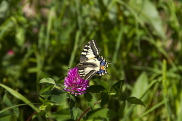 Butterfly - Papilio machaon, the Old World swallowtail - on a pink flower in the meadow; Imago with yellow wings, black vein markings and with a red eye spot at the end of the tails.