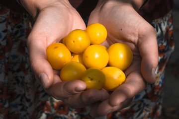 Handful of yellow plums in the hands of a farmer