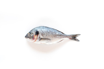 Fresh dorado fish ready to cook on white background top view copyspace
