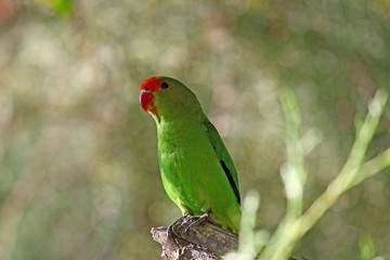 Black-winged lovebird (Agapornis taranta)