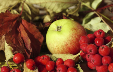 Naklejka na ściany i meble Autumn background. Apple and red berries rowan close-up against the background of autumn leaves. Close-up. Nature.
