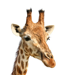 Fototapeta premium Portret śliczna żyrafa na białym tle