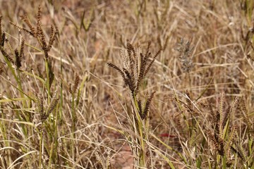 African finger millet (Eleusine coracana)