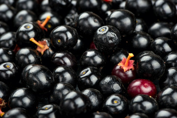 Berries of bird cherry
