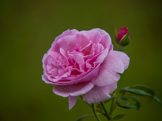 Fototapeta premium pink rose