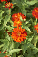 Zinnia elegans