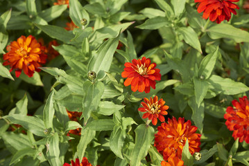 Zinnia elegans