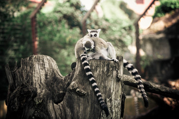Fototapeta na wymiar Lemurs portrait at the zoo in Rome #2