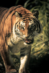 tiger attacks at the zoo in Rome