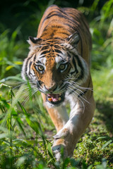 tiger portrait at the zoo in Rome