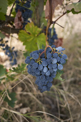 Vitis vinifera in a vineyard