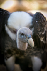 Vulture portrait at the zoo in Rome