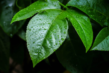 background texture green Leaf and water drop soft focus